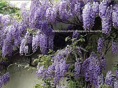 Wisteria sinensis Prolific